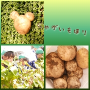 じゃがいもほり