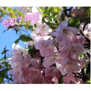 ご入園・ご進級おめでとうございます🌸